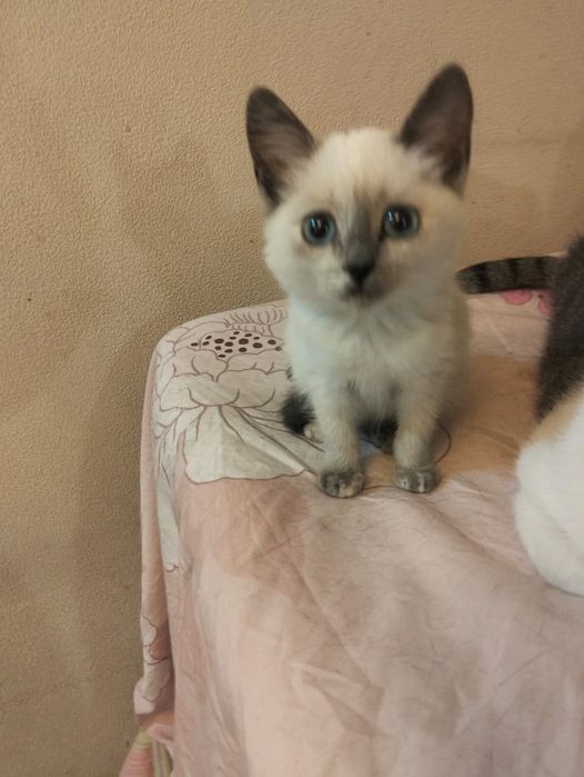 Отдам котенка девочку
