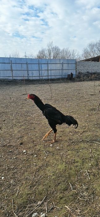 Jujalar maydi oxirida chiqqan hamma joyi sog 600000 mingdan