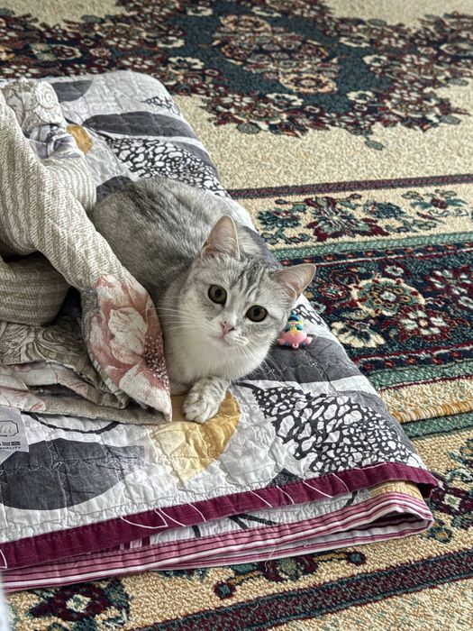 Skotish strayt sotiladi, Продаеться кот Скотиш страйт