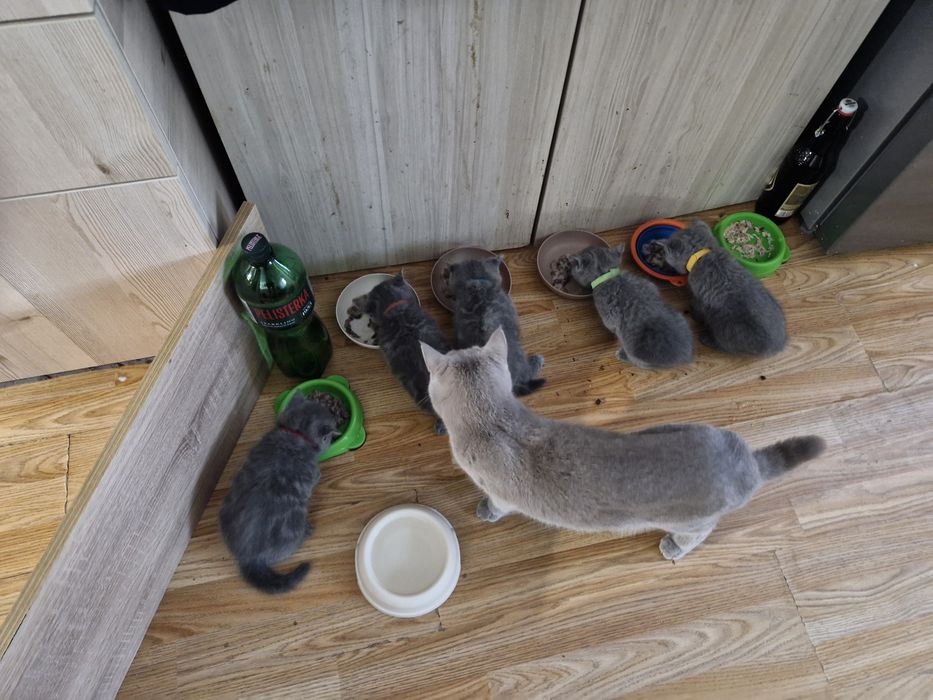 Малки котета британчета