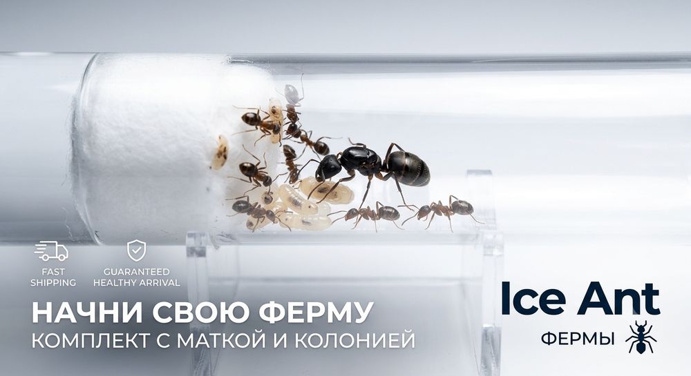 муравьинная ферма ice ants