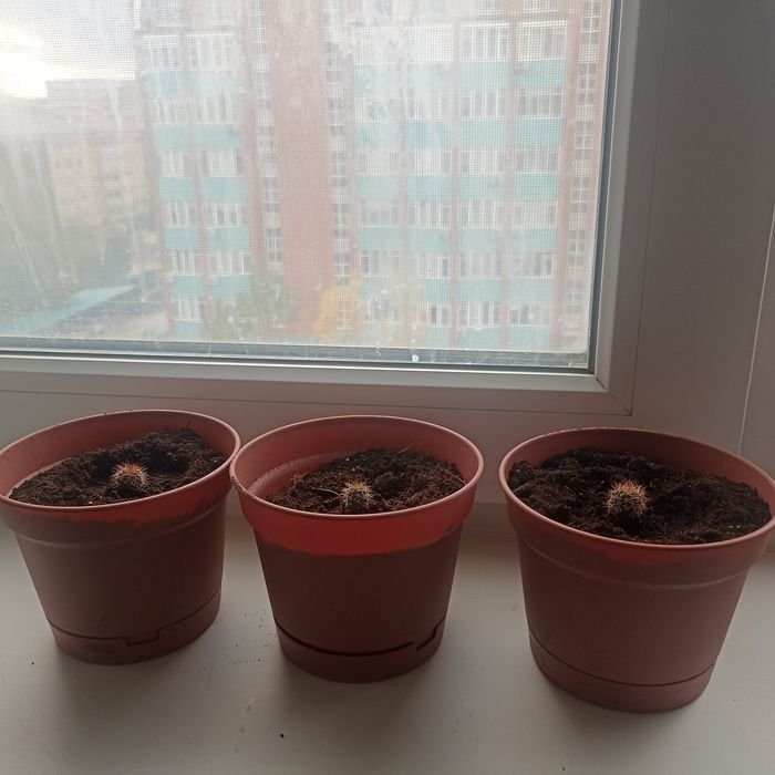 Продам кактусы домашние, маленькие, ещё растут