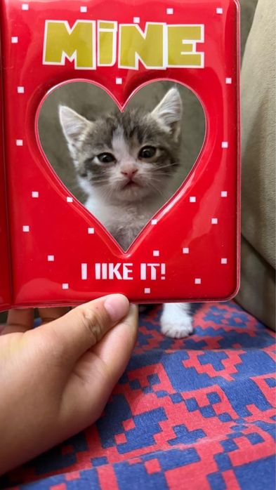Отдам котенка в добрые руки мальчик