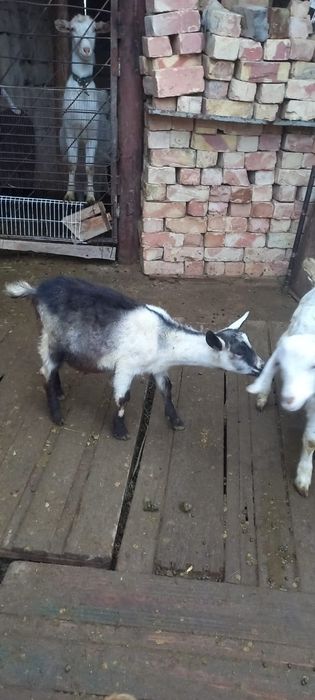 Порода теке лақтар сатамын