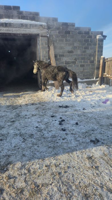 Айгыр (жеребец).