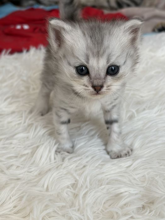 котята скоттиш страйт