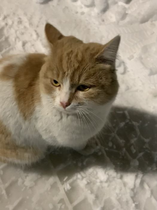 Найден котик. Домашний. Потеряшка