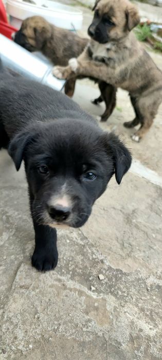 Подарявам кученца