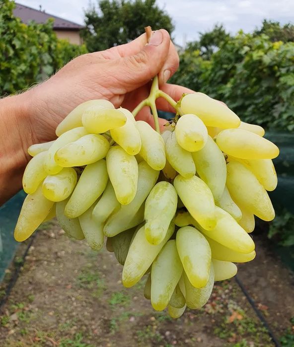 Vita de vie la ghiveci soiuri de masa fără semințe