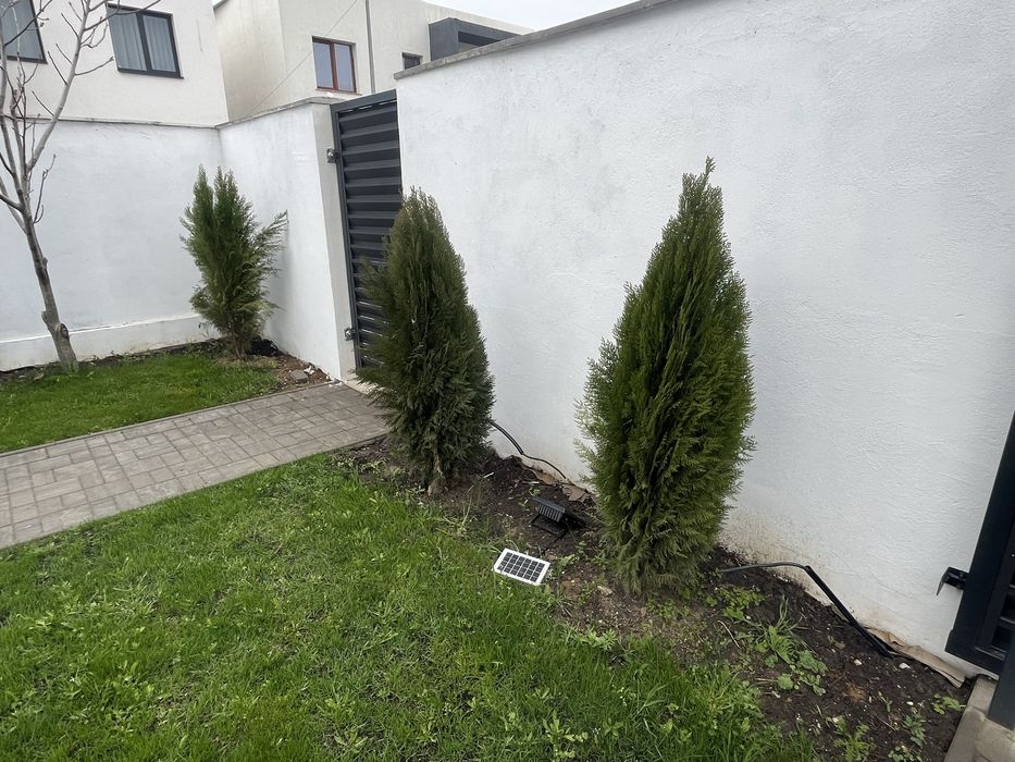 Vand Tuia 180 cm 22 bucati 60 lei/buc