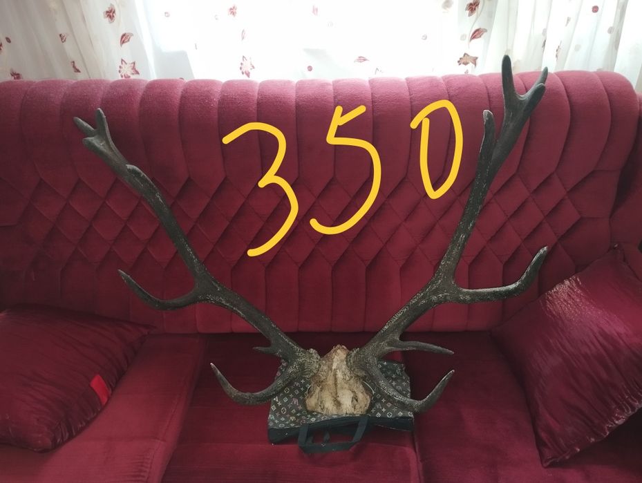 Красиви трофейи от елени