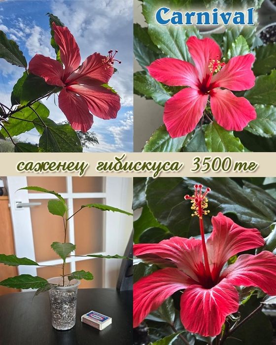 Продам сортовые гибискусы