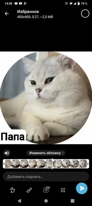 Продается кот Британец,