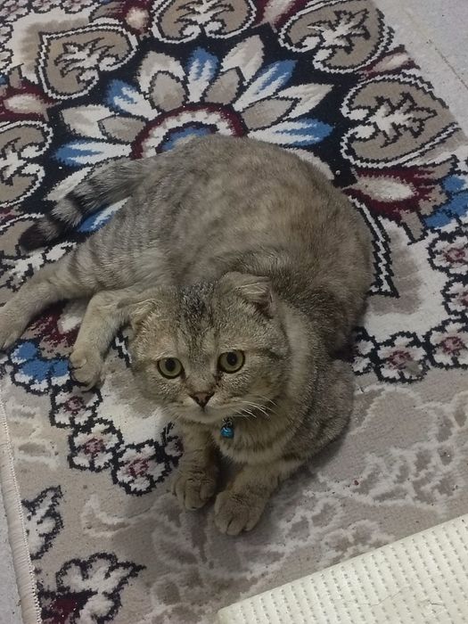 Mushuk sotiladi o'g'il bola