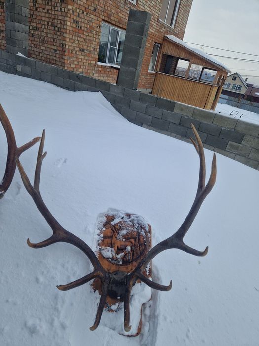 Декоративные для дома и сада