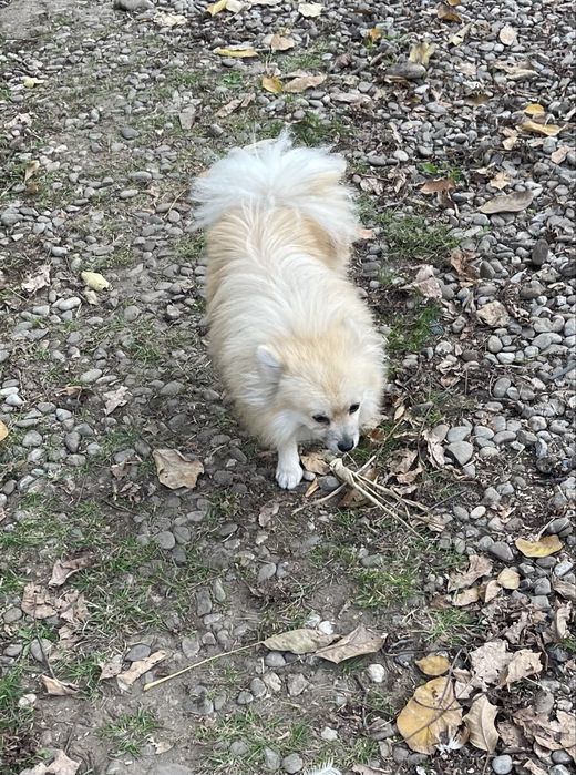 Pomeranian excepsional mascul 1 ani