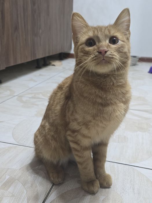 Отдам в добрые руки