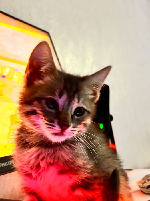 Отдам срочно котика