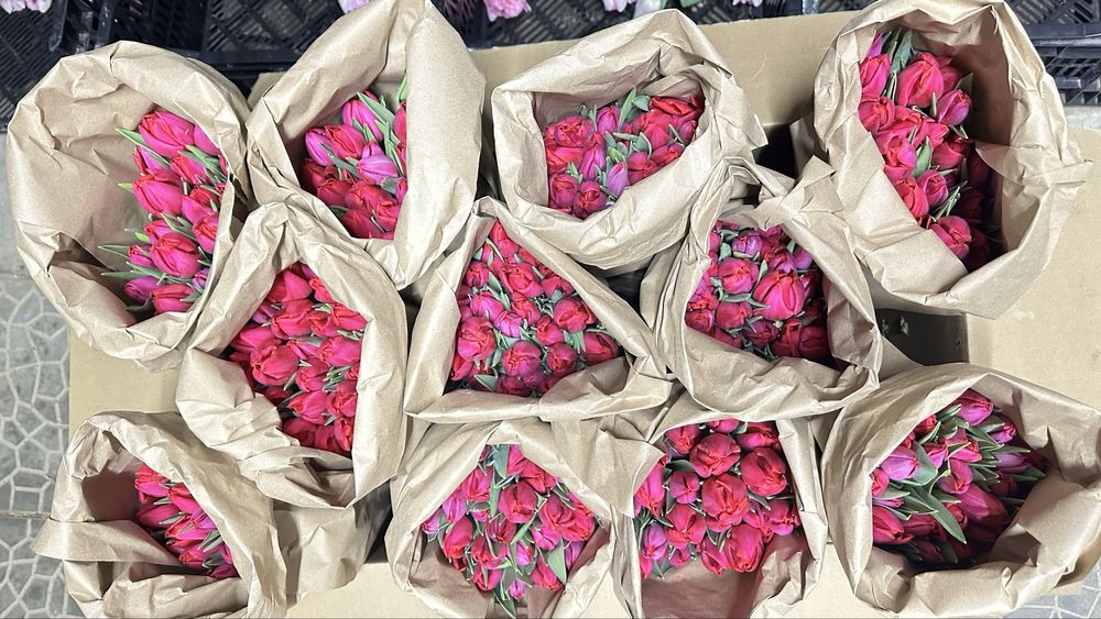 Тюльпаны Алматы. Тюльпаны из теплицы.