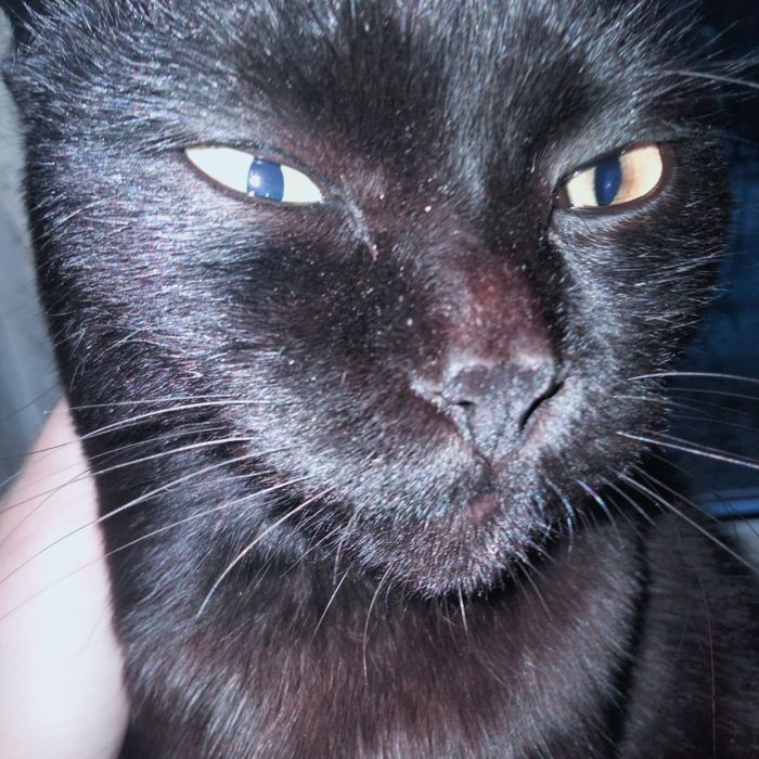 Пропал шотландский кот!