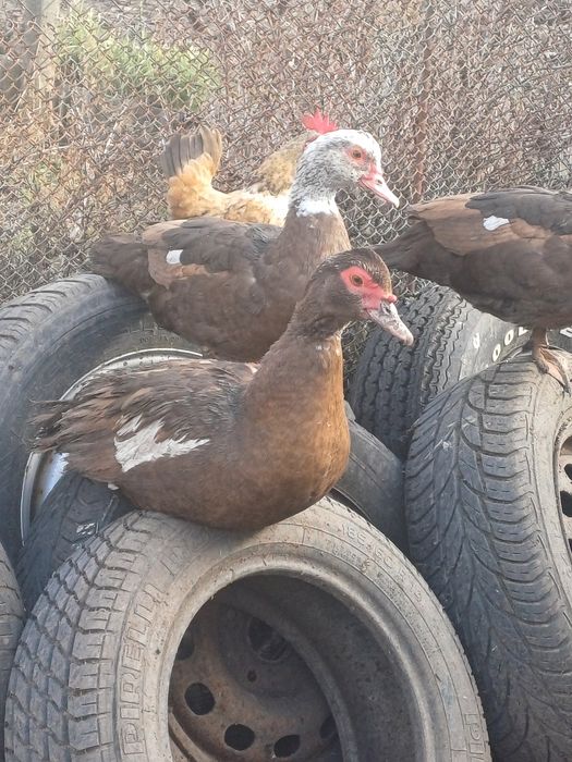 Vând rațe mute tinere