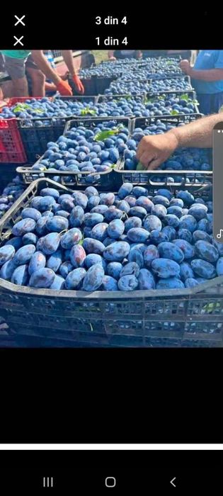 Vând prune pentru pălincă distribuim în toată țara asiguram transport gratuit la domiciliul clientului pentru relații sunați la Nr de telef 0727690256