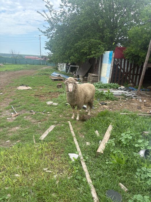 Vând berbec merinos