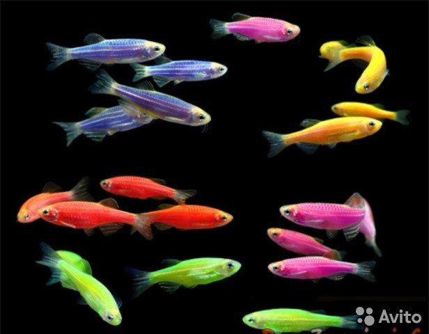 Продаю Данио Глофиш