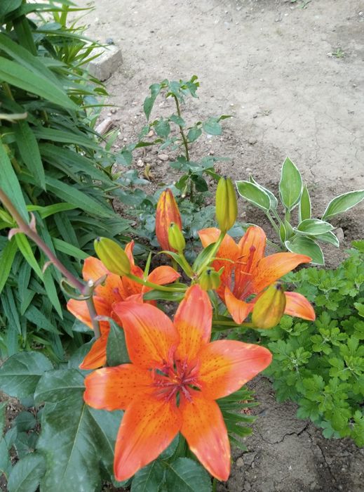 Голландские Лилии