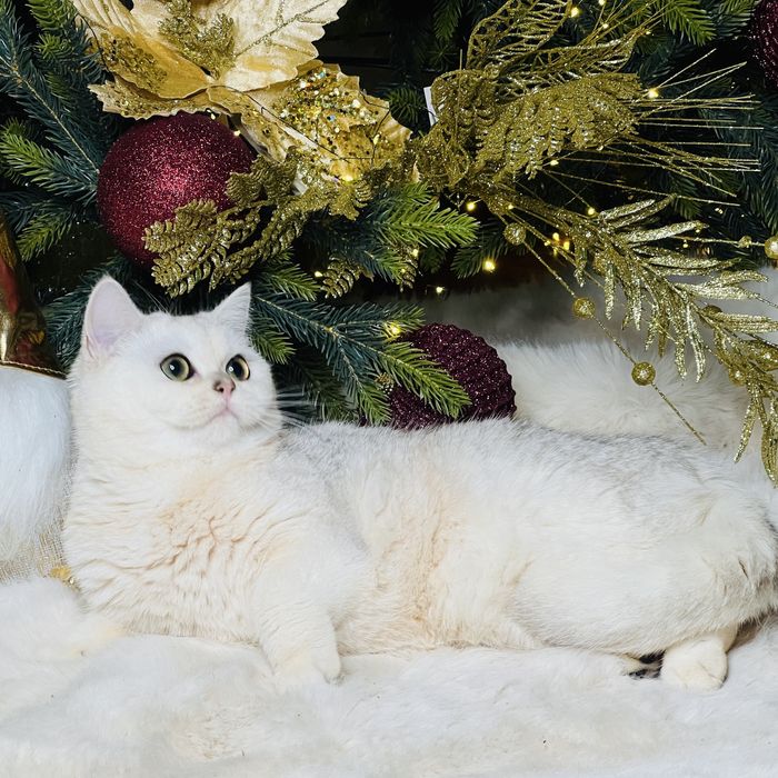 Серебристая шиншилла