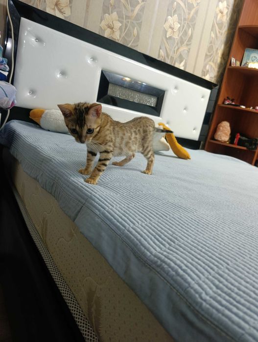 Бенгальский котёнок мальчик