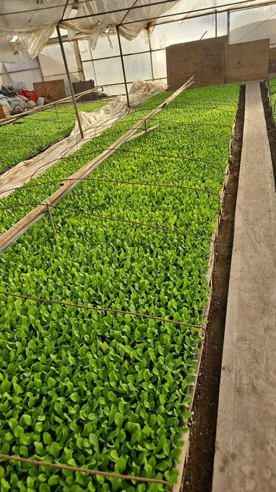 Vând răsad de Salată SHNGORE