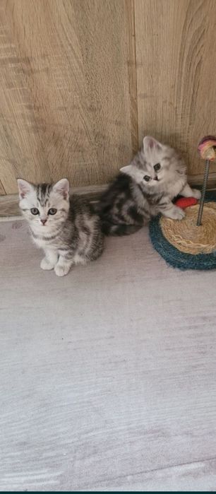 Британские котята