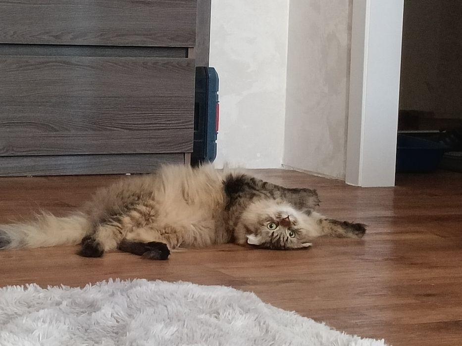 Отдам кота в добрые руки