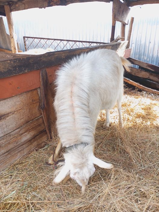 Продаю козла возраст три года