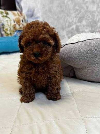 Pudel/Poodle Red Toy/Mini de excepție de vânzare – Linie valoroasă