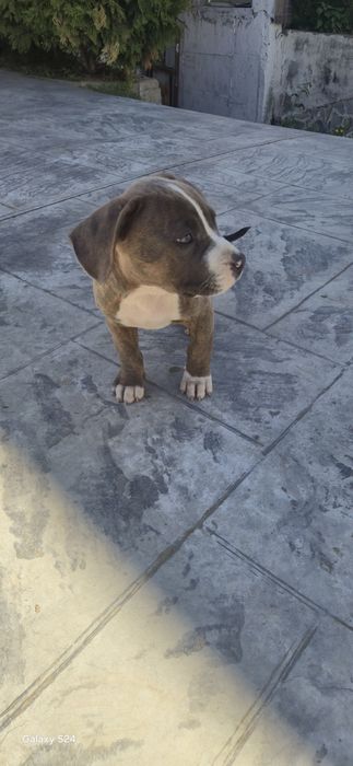 Женски питбул на 3месеца