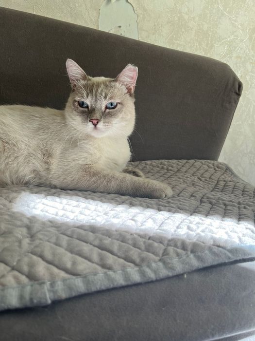 Коты Аксу бесплатно