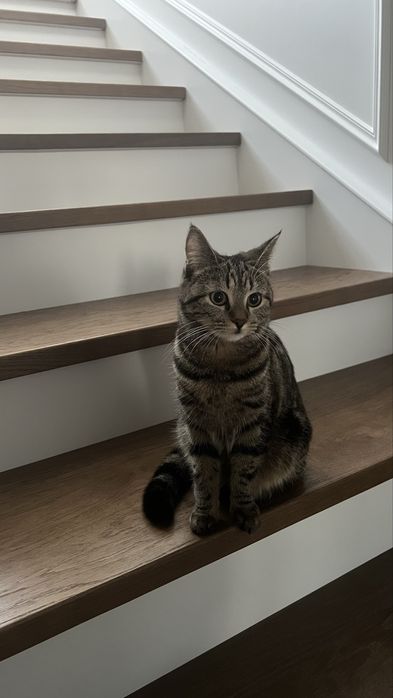 Отдам в добрые руки кошечку