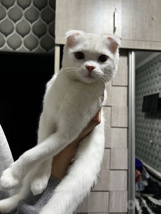 Кошка породистая шатланка