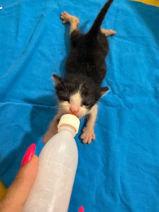 Подаряват се котета