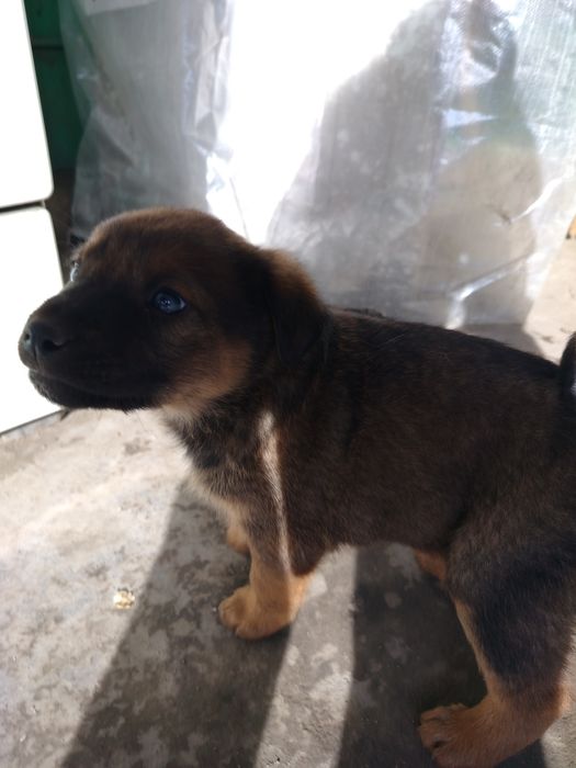 Маленькое счастье ищет дом!