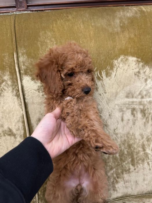 Щенок девочка ищет любящую семь