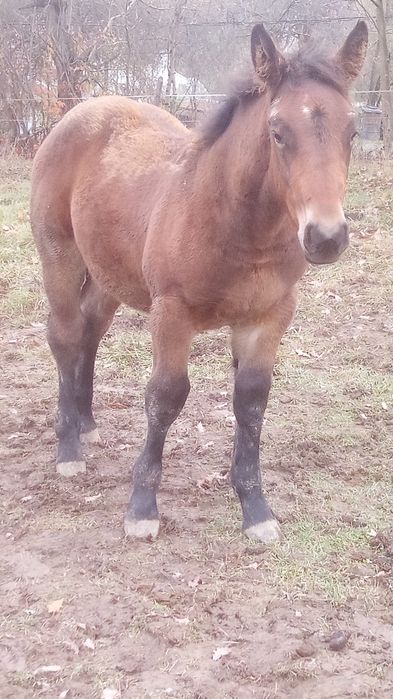 manz 6 luni din cai grei