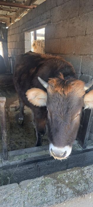 Продам телку алатауской породы