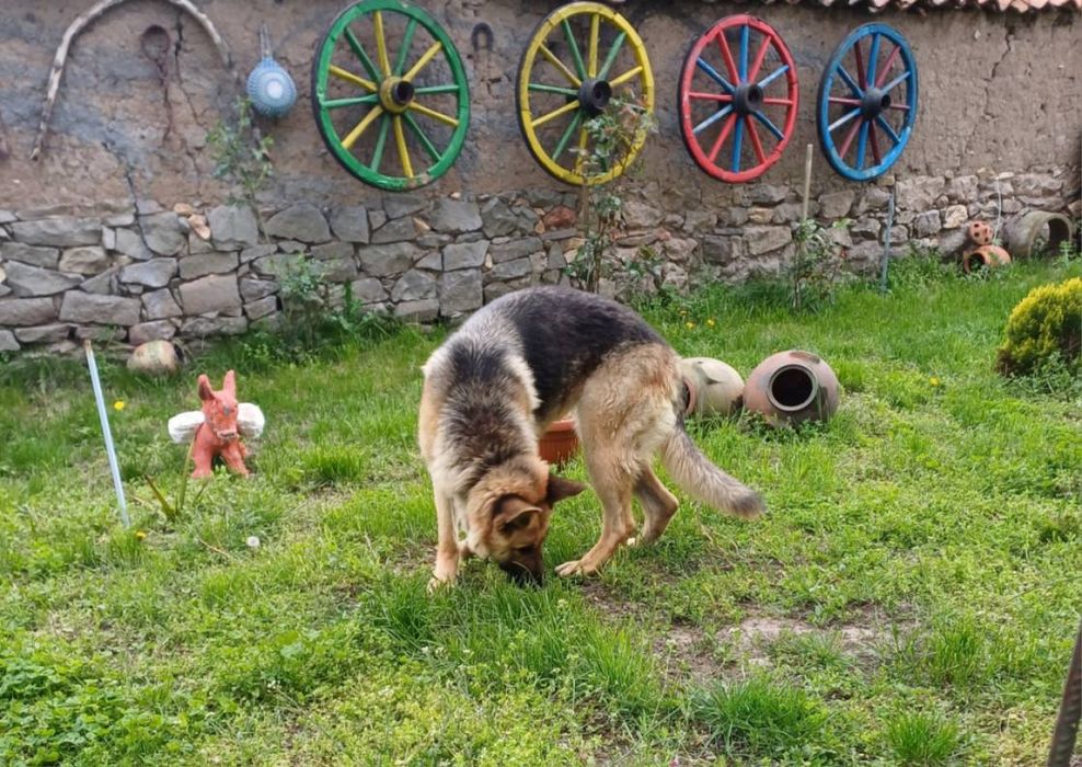 Немски овчарки Момичета