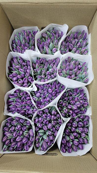 Тюльпаны оптом к 8 марта, срезка тюльпанов