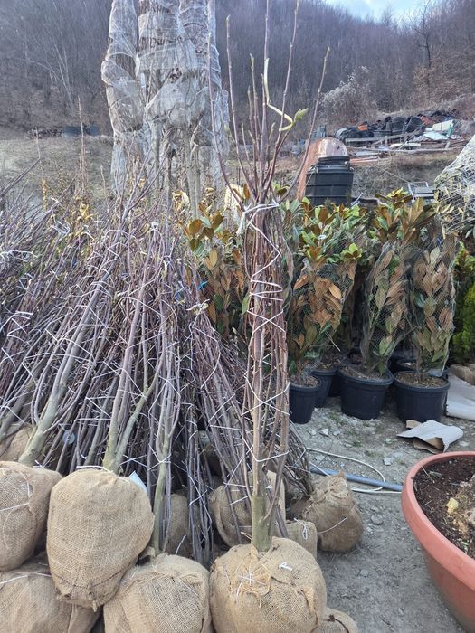 Magnolie grandiflora