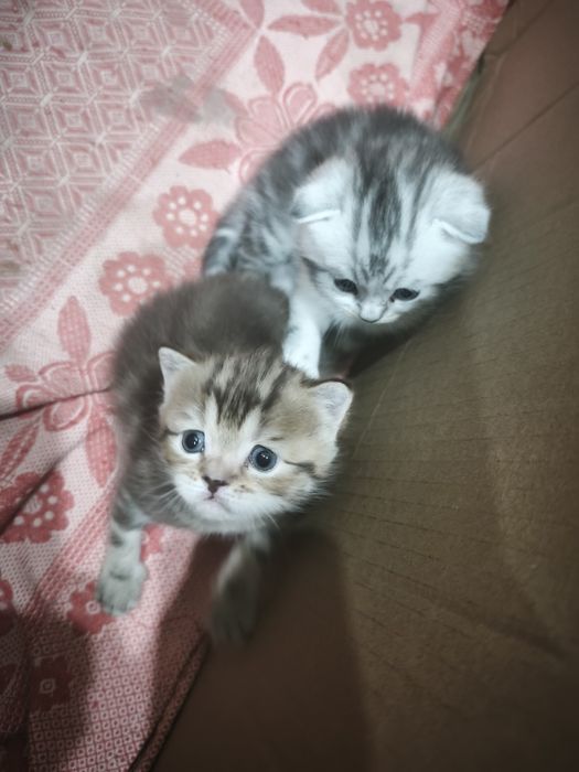 Продаю скотиш страйт
