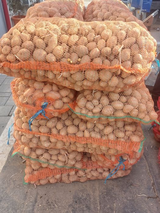 Cartofi de sămânță și de consum.